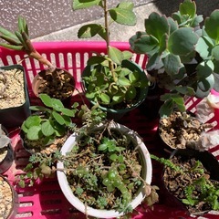 多肉植物☆10鉢の画像