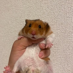 （仮）まるちゃん　ゴールデンハムスター