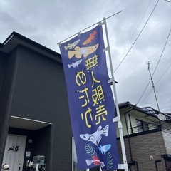 メダカ　15匹前後　まとめ売りの画像
