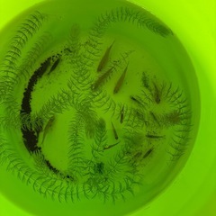 熱帯魚の画像