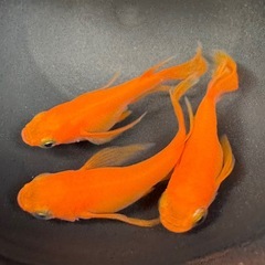 ダルマ、半ダルマ紅帝ヒレ長メダカ　今年の若魚6匹の画像