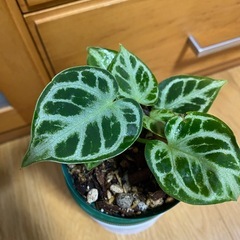 観葉植物　アンスリウム　ドラヤキの画像