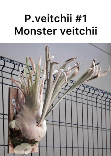 ビカクシダ　　胞子体