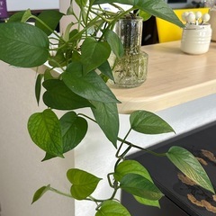 【美品】ポトス 水耕栽培 ガラス瓶付き おしゃれ 観葉植物♪の画像