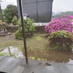 庭石 かきねの木など♪の画像