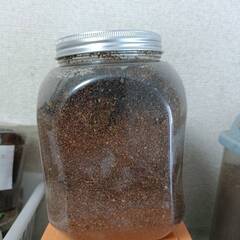 カブトムシ幼虫3匹セット【お問い合わせ中】の画像