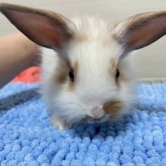 うさぎ(ミニウサギ) 再募集