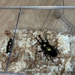 ニジイロクワガタ はじめてセット（ペア）の画像