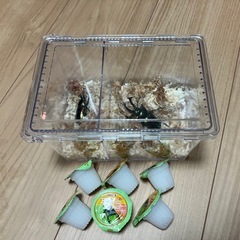 ニジイロクワガタ はじめてセット（ペア）の画像