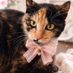 🌸🐈　サビ三毛猫　🐈🌸