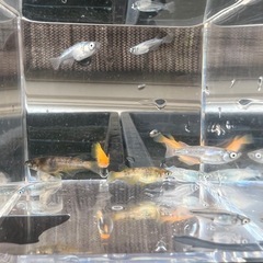 改良メダカ🌈若魚お試しセットの画像