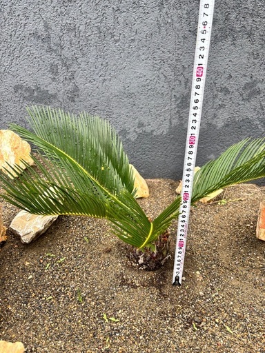 ソテツ 苗木 植木 常緑樹 南国 ドライガーデン ガーデニング 外構 おしゃれ