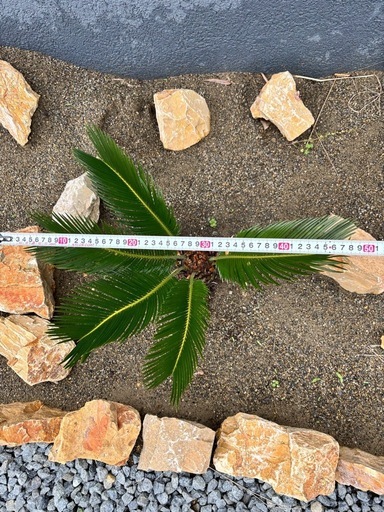 ソテツ 苗木 植木 常緑樹 南国 ドライガーデン ガーデニング 外構 おしゃれ
