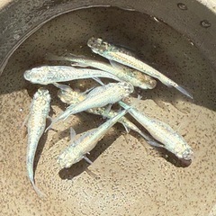 めだか　レックウザ　まとめての画像