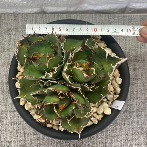 アガベ　チタノタ　白鯨4頭