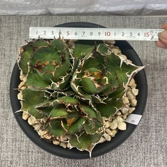 アガベ　チタノタ　白鯨4頭の画像
