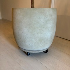 観葉植物 エバーフレッシュ 10号鉢の画像