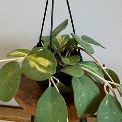 ホヤ オボバタ 斑入り 観葉植物の画像