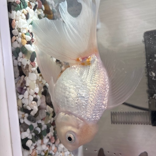 金魚　オランダ系　琉金系　出目金　生体　水槽　アクアリウム
