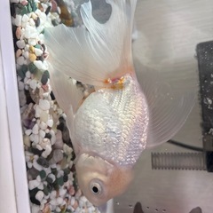 金魚　オランダ系　琉金系　出目金　生体　水槽　アクアリウム
の画像