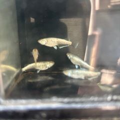 飛輪メダカの画像