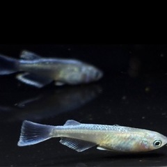 【現物・若魚・産卵サイズ・頭部に輝く上品なイエロー】優雅なヒレと背中の光が魅力的！人気のレーヴイエロー 5匹をお譲りしますの画像