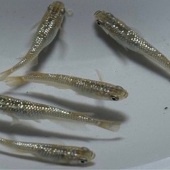 【現物・青い宝石】令和黒ラメサファイア系5匹セット☆1,000円【極美】の画像