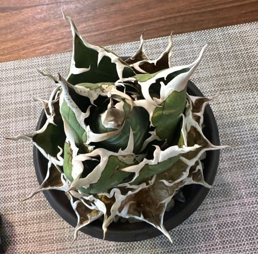 アガベ 白鯨