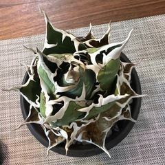 アガベ 白鯨の画像