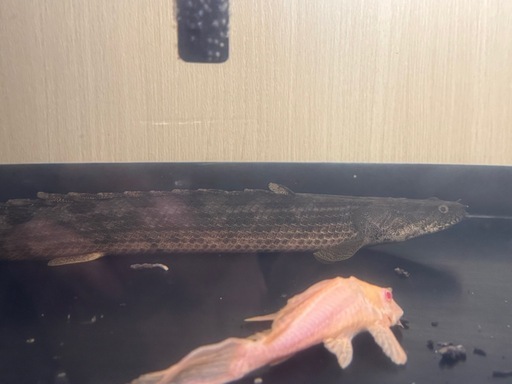 ポリプテルス　アンソルギー