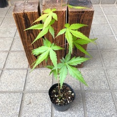紅葉🍁もみじ苗木④の画像
