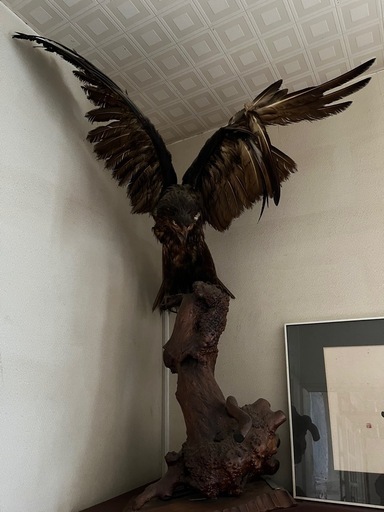 鳥の剥製
