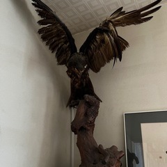 鳥の剥製の画像
