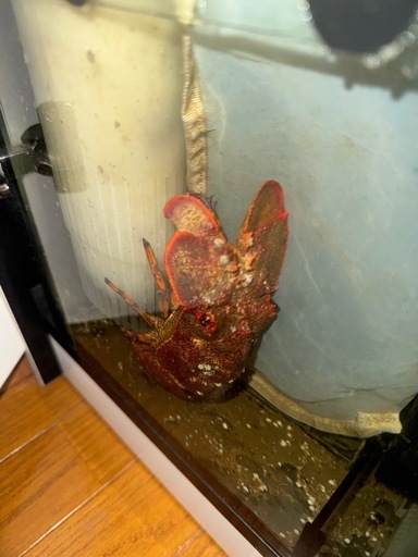 海水魚セミエビ