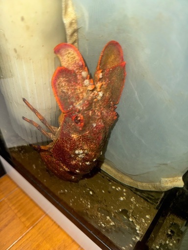 海水魚セミエビ セミエビ科） セミエビ Scyllarides squamosus （20〜25cm） 1匹 