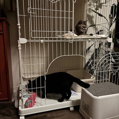 猫2段ケージの画像