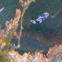 オセラリス　スノーフレーク　クマノミ系　2匹　海水魚の画像