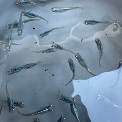 メダカ【しずく】　２ペアの画像
