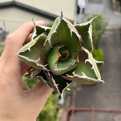 アガベ　ジャガーノート　多肉植物　ビザールプランツの画像