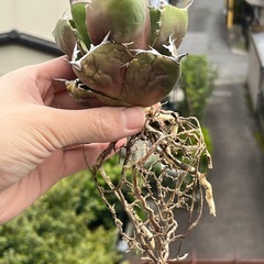 アガベ　ジャガーノート　多肉植物　ビザールプランツの画像