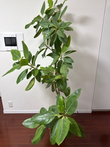 フィカス・ベンガレンシス　大型　ゴムの木　ベンガルゴム　観葉植物