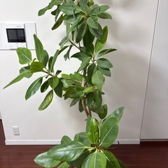 フィカス・ベンガレンシス　大型　ゴムの木　ベンガルゴム　観葉植物の画像