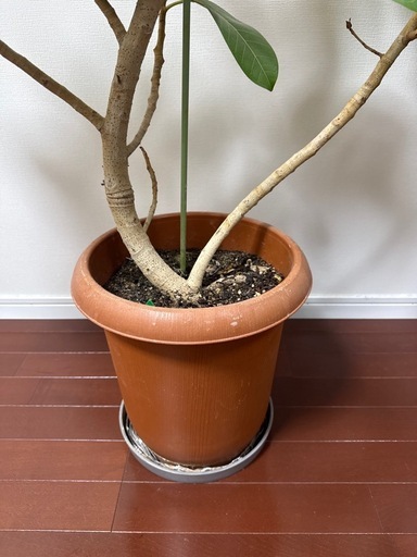 フィカス・ベンガレンシス　大型　ゴムの木　ベンガルゴム　観葉植物