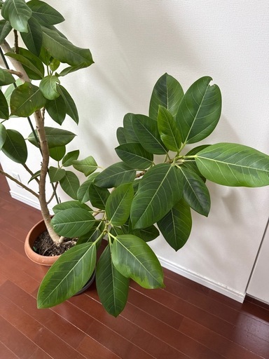 フィカス・ベンガレンシス　大型　ゴムの木　ベンガルゴム　観葉植物