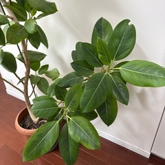 フィカス・ベンガレンシス　大型　ゴムの木　ベンガルゴム　観葉植物の画像