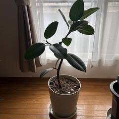ゴムの木
の画像