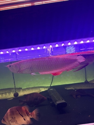 楽天市場】特価品 アルビノシルバーアロワナ (40cm±) (1匹) 不二熱帯魚 アルビノシルバーアロワナ2匹セット　
引き取り限定　　