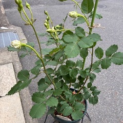 バラ苗（ブルーグラビティ）の画像