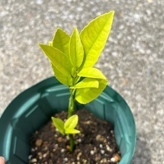 レモンの苗　トゲなしの画像