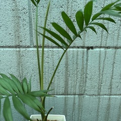 テーブルヤシ・観葉植物の画像